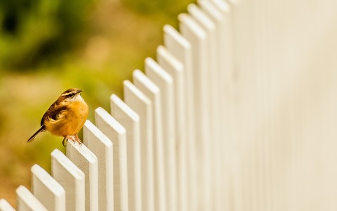 yellow bird perched on a white fence
