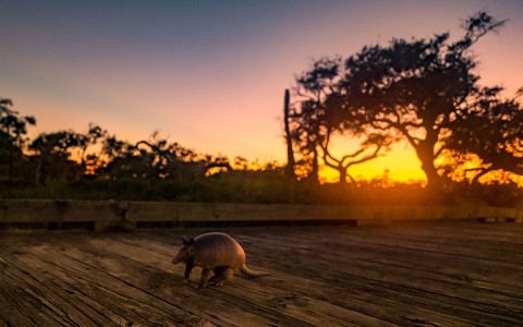 armadillo walking during sunset 