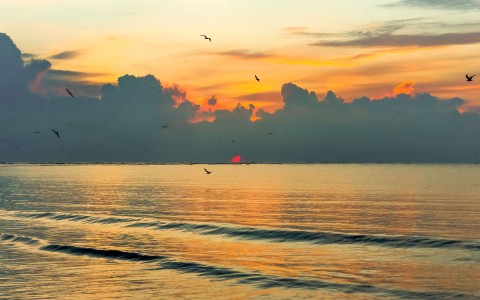 birds flying over the ocean during sun set 