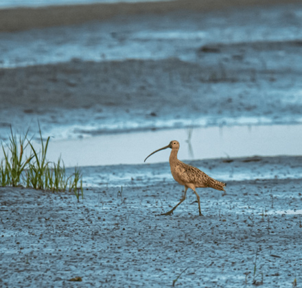bird walking alone