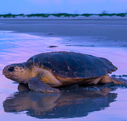 a turtle making its way back into the ocean