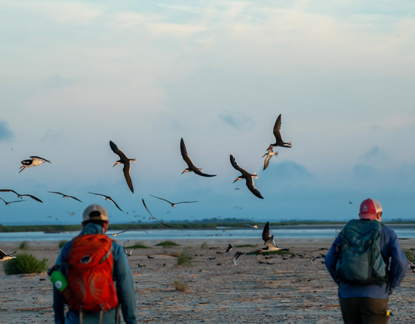 two men watching birds on the beach
