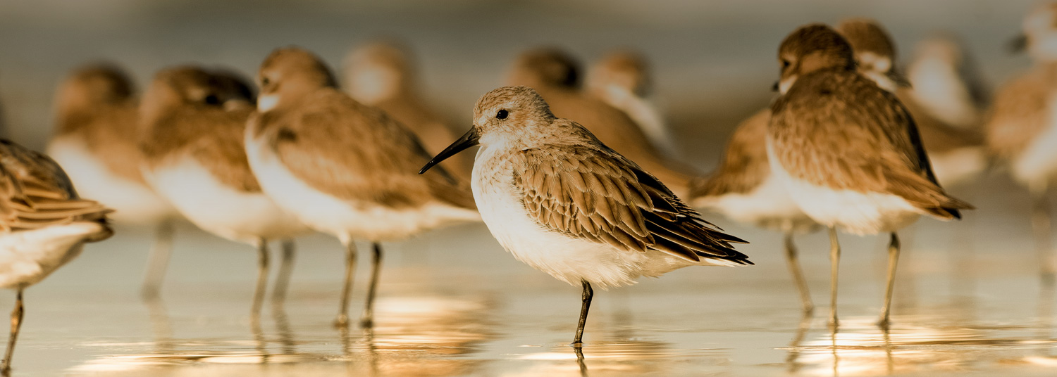 close up of birds standing on the beach 