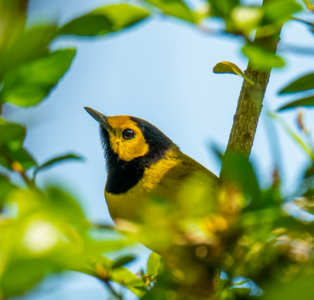 cute bird sitting in a tree happy