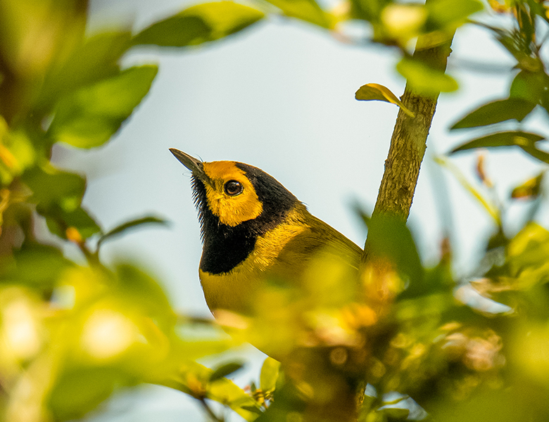 little bird sitting in a tree