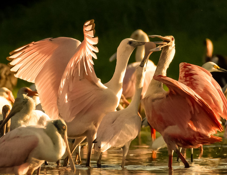 lssi conservationcenter landwildlife image