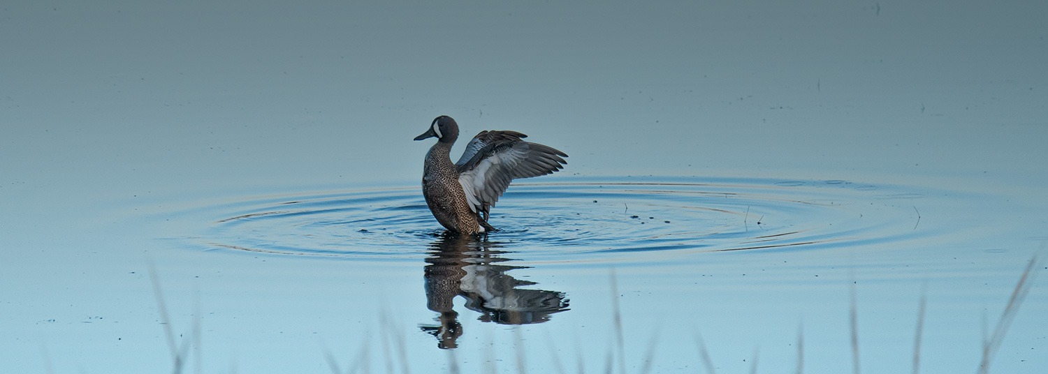 a bird flapping its wings in the water 