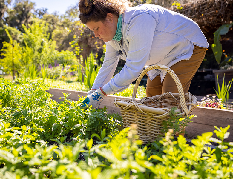woman picking veggies from garden