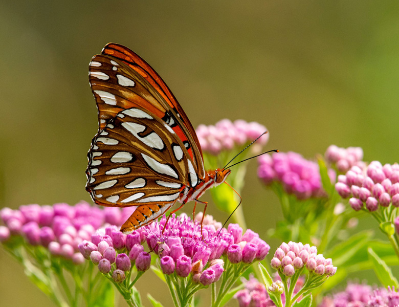 butterfly on pink flowers