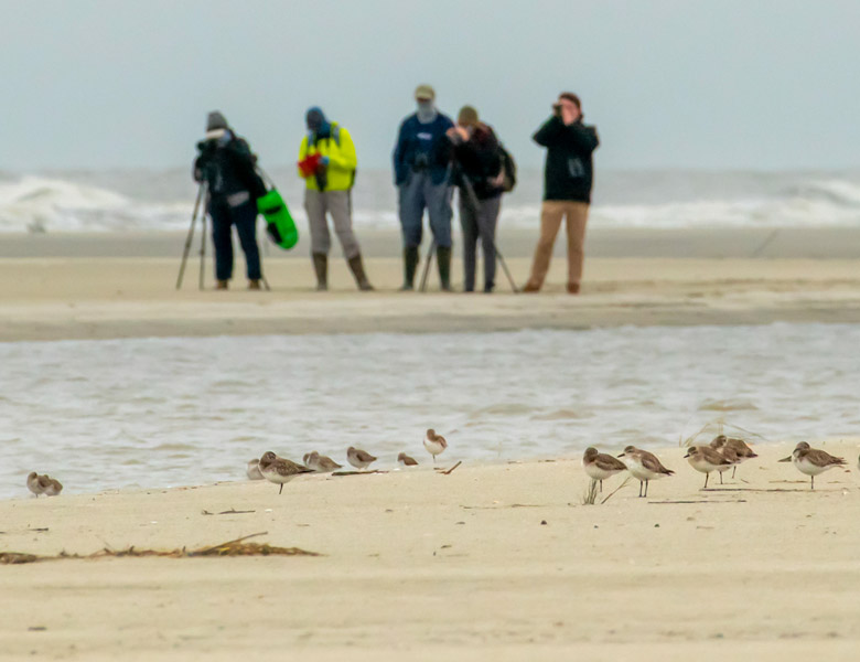 5 people watching a flock of birds on the beach