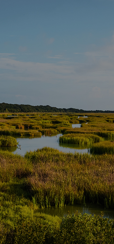 view of marsh area on a sunny day 