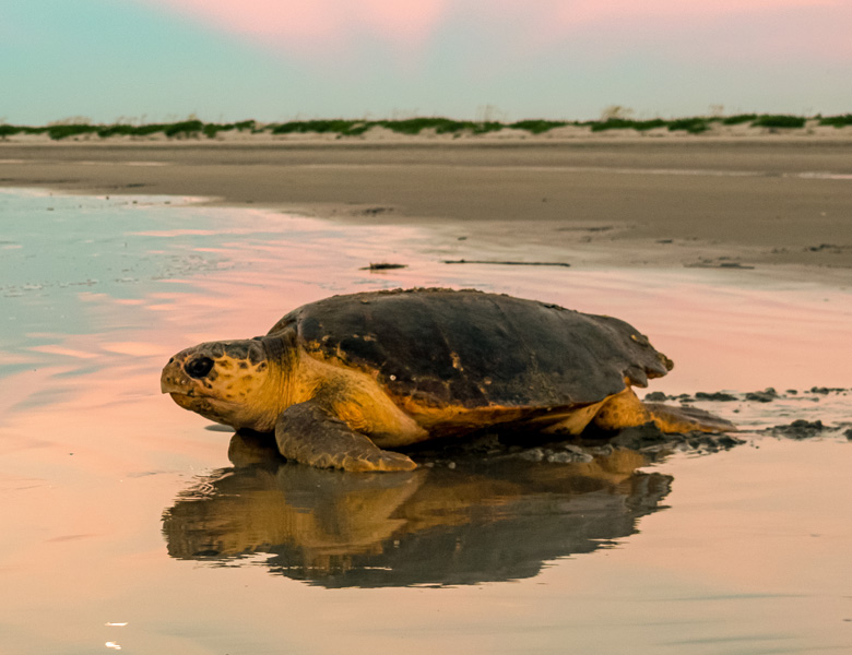 turtle making its way back into the water