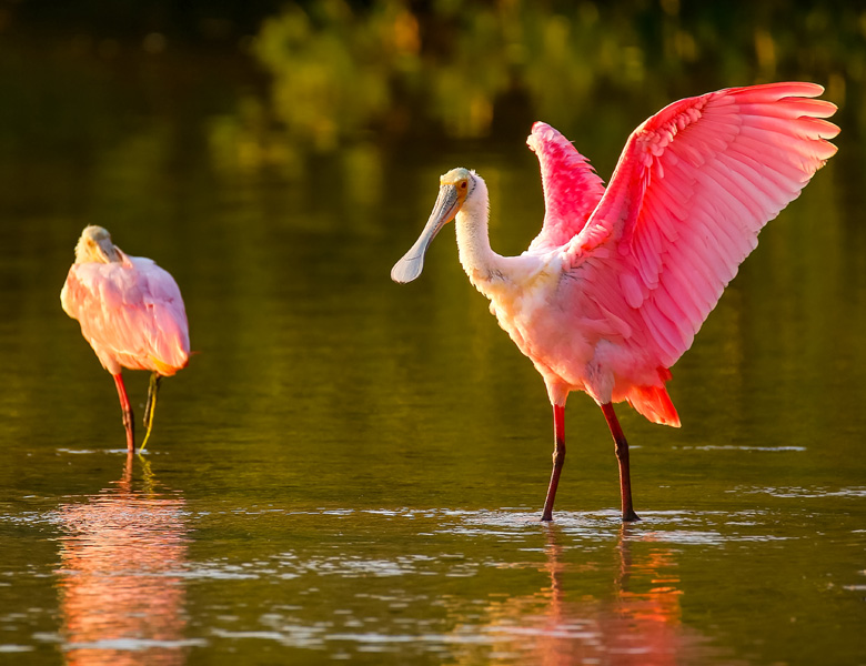 bird stretching its wings