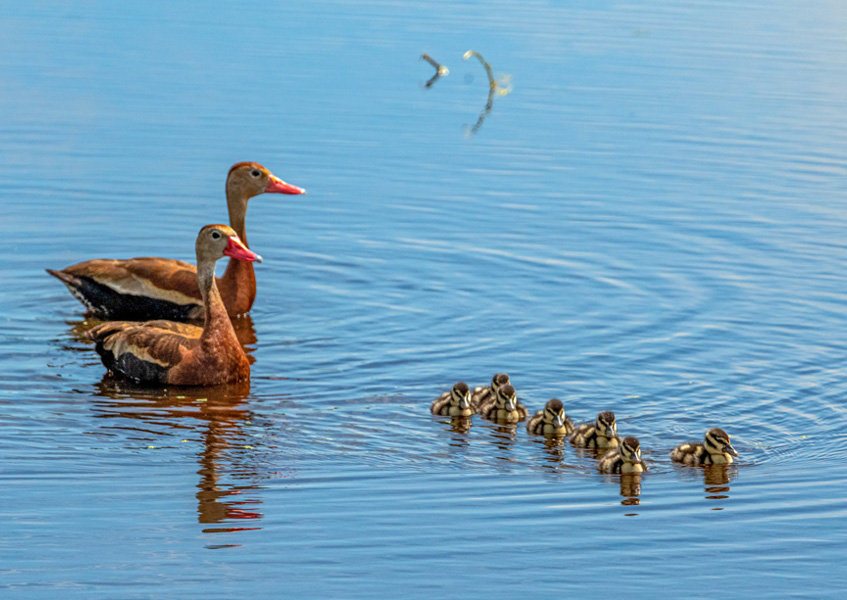 family of ducks and ducklings wading in the water 