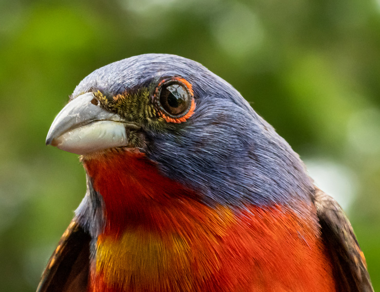 lssi theisland wildlife image