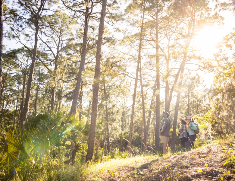 3 people walking around some trees