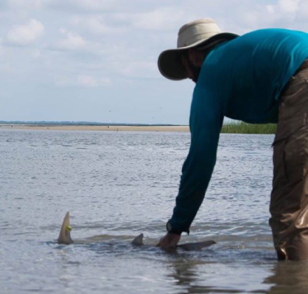 man releasing a little shark