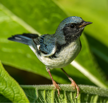 bird standign in a plan