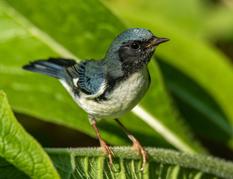 bird standing in a plant