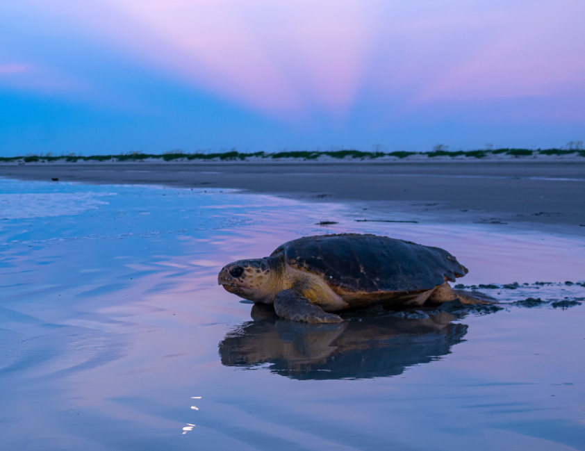 sea turtle walking on beach at sunset