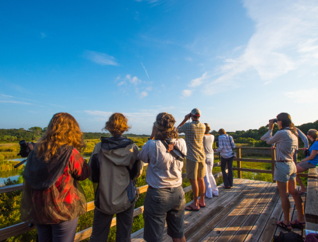 Birding South Tour