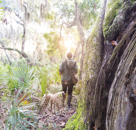 person walking through the forrest