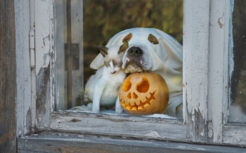 halloween dog and cat