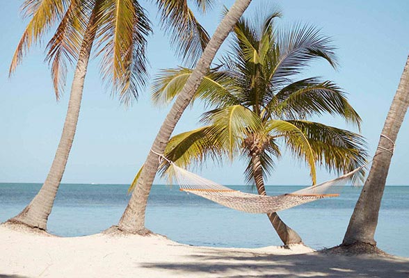 palm trees and hammock