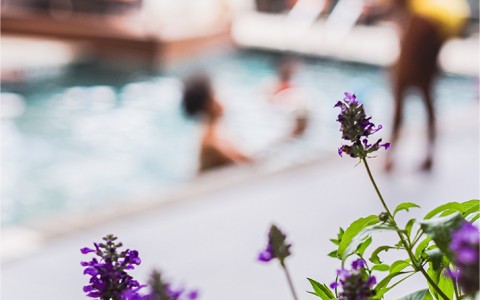 close up on beautiful purple flowers near the pool with people in the pool in the background