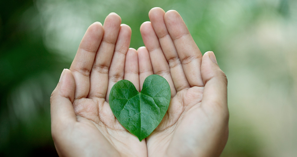 hands holding leaf