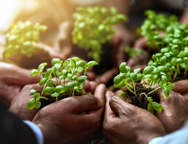 multiple people holding plants in hand while in a circle