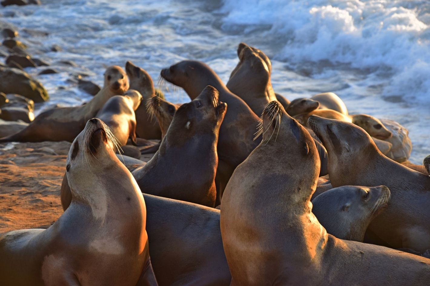 sea lions posing for camera