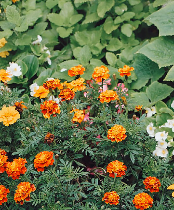plant with orange flowers