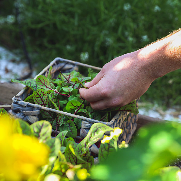 picking leafy greens
