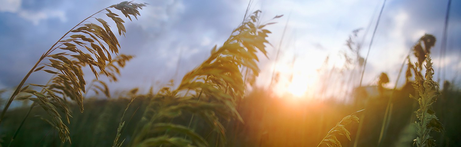 Sun setting and glowing through tall beach grass
