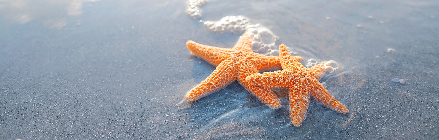 Two starfish washed up on ocean shore