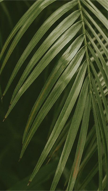 closeup of palm frond
