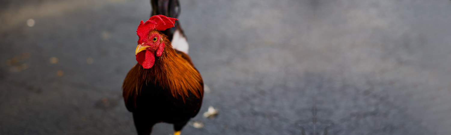 Close up of rooster walking down street