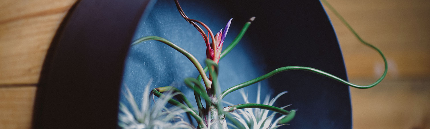 Tropical pink succulent