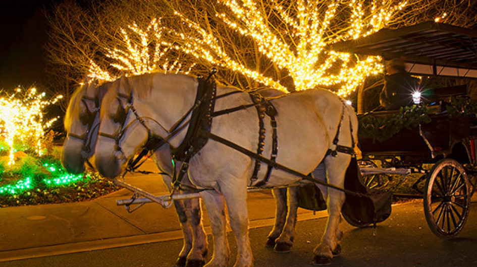 horse carriage and Christmas lights