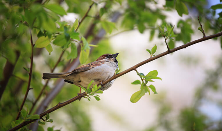 Planters-Offers-early-bird-5922ecf406011.jpg