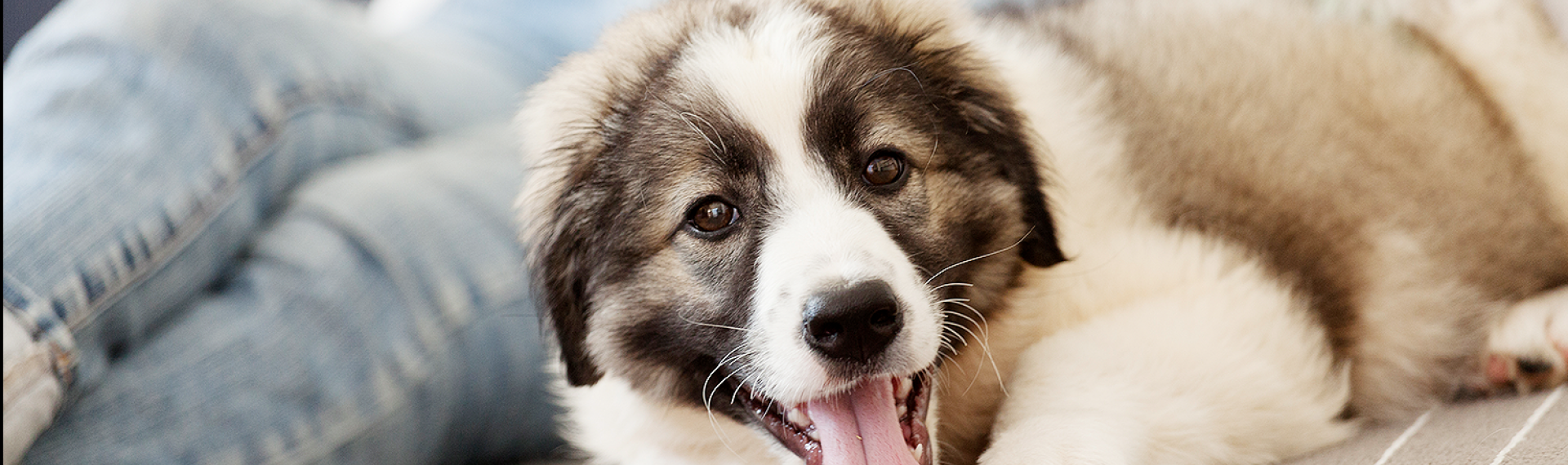 close up of dog