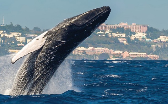 whale watching tour bermuda