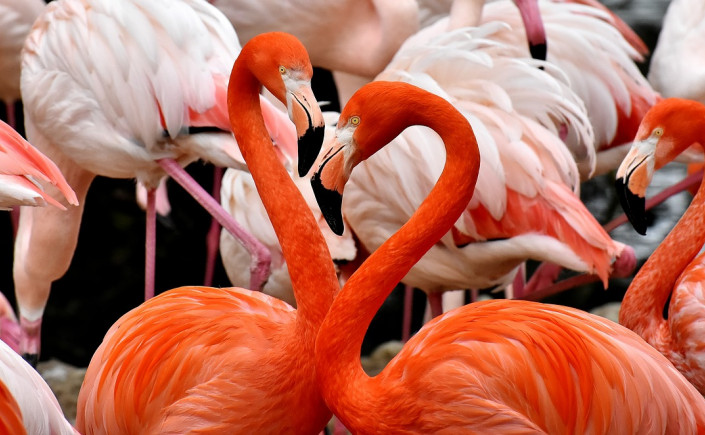 flamingos