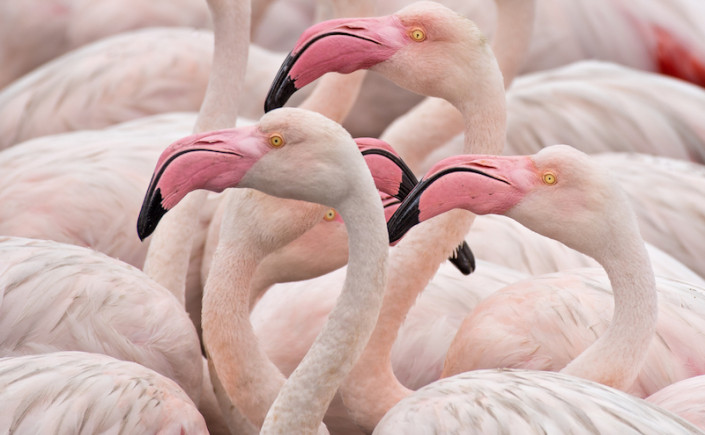 light pink flamingos up close 