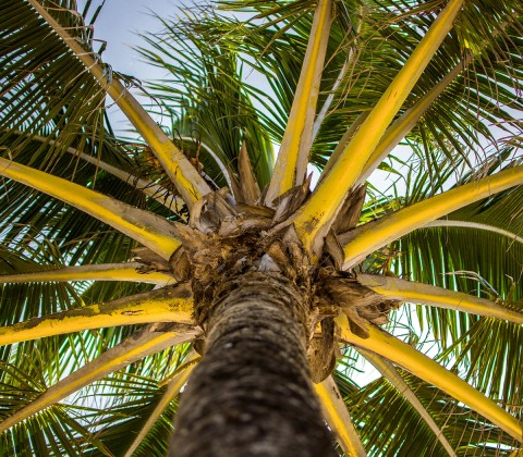 low angle shot of a big palm tree