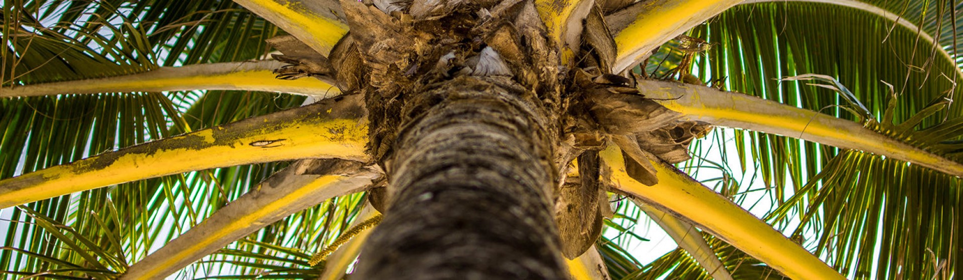 low angle shot of a big palm tree