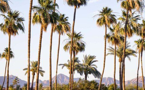 palm trees with the mountain in the distance
