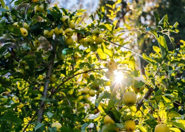 orchard tree with apples and sunlight coming through