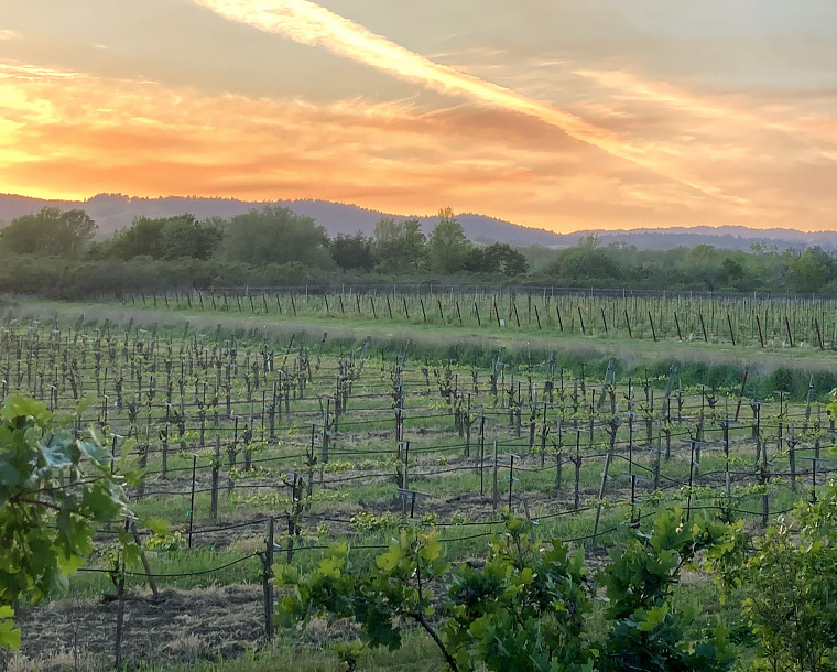 vineyard during sunset